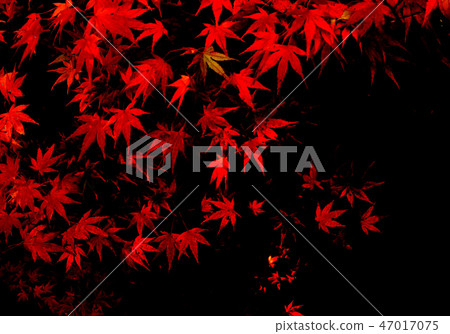 Autumn leaves Autumn leaves 47017075