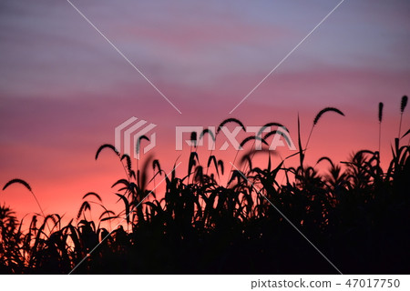 Sunset sunset 47017750