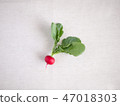 蘿蔔 47018303