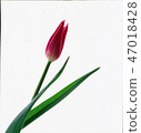 鬱金香 47018428