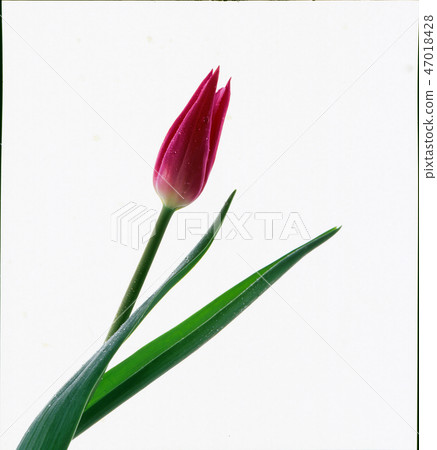 鬱金香 47018428