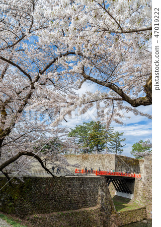 Cherry blossom and red bridge at Tsuruga-jo castle 47019222
