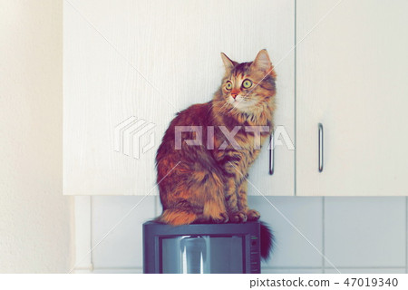A cat sitting in the kitchen on TV A cat sitting in the kitchen on TV 47019340