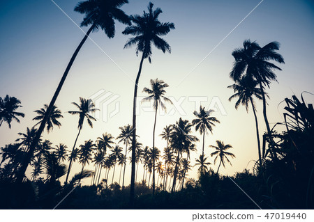 coconut trees on tropical island in the sunrise 47019440