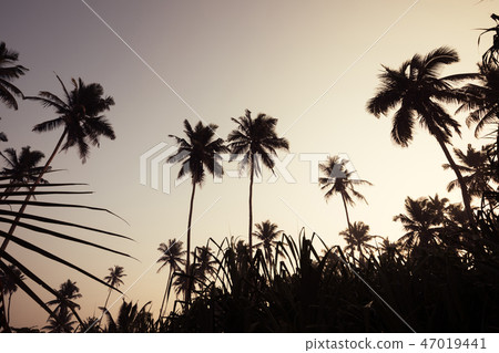 coconut trees on tropical island in the sunrise 47019441