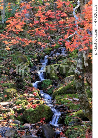 Autumn leaves and streams Autumn leaves and streams 47020118