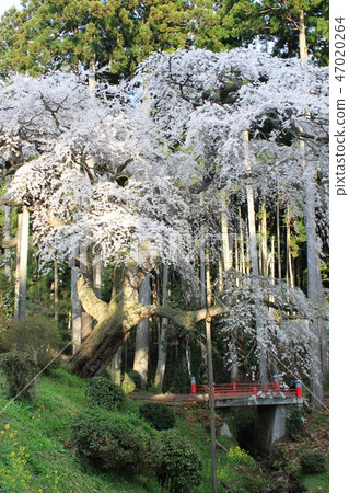 Weeping cherry blossoms at Izumukukuji Weeping cherry blossoms at Izumukukuji 47020264