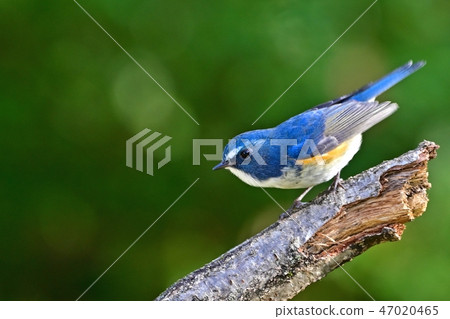 Ruribitakios found the bait 47020465