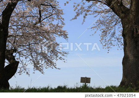 看看櫻花 47021054