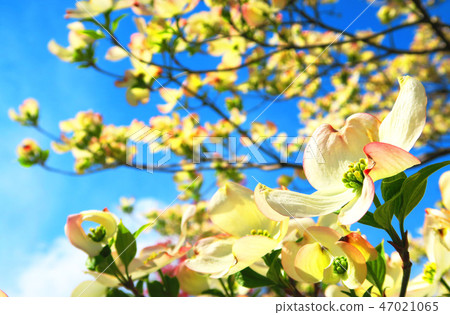 Dogwood and landscape with blue sky Dogwood and landscape with blue sky 47021065