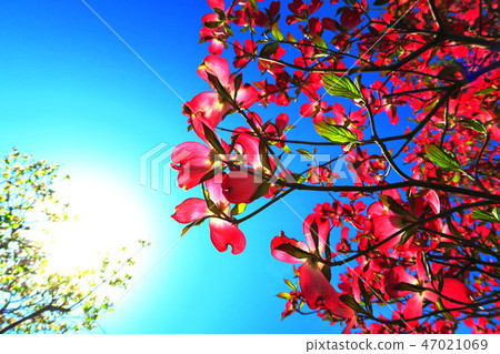 Dogwood and landscape with blue sky Dogwood and landscape with blue sky 47021069