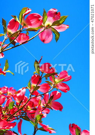Dogwood and landscape with blue sky Dogwood and landscape with blue sky 47021071