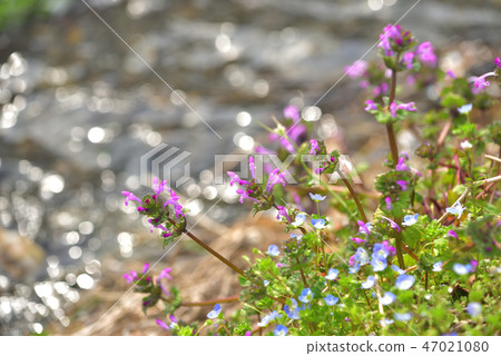 春天水開花的海濱 春天水開花的海濱 47021080