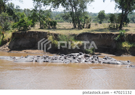 Kenya, Masai Mara, Safari, Hippopotamus river 47021132