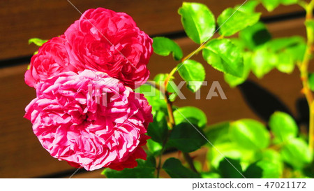 玫瑰 玫瑰 47021172