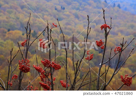 秋天滋賀秋葉和花揪果子 47021860
