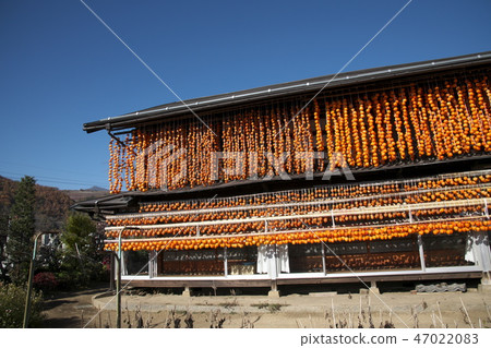 Koro Persimmon Anpo Persimmon 47022083