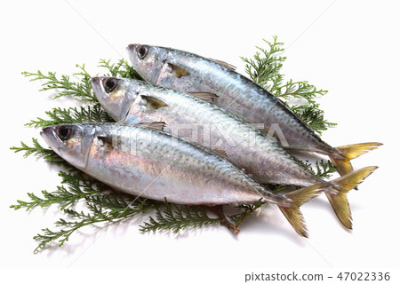 魚鯖魚成分新鮮成分生魚海鮮藍魚DHA EPA 魚鯖魚成分新鮮成分生魚海鮮藍魚DHA EPA 47022336