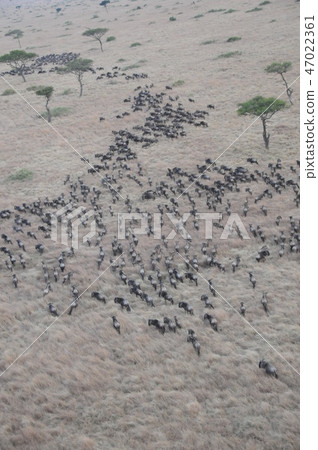 Kenya, Masai Mara, Balloon Safari, Nuo 47022361