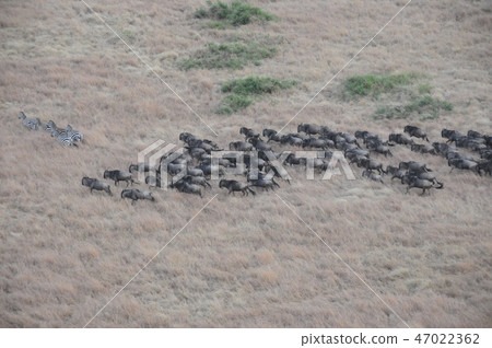 Kenya, Masai Mara, balloon safari, wilde and zebra 47022362