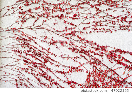 white wall with red leaf background 47022365