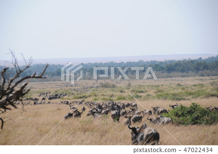 肯尼亞，馬賽馬拉，氣球狩獵，成群的角馬 47022434
