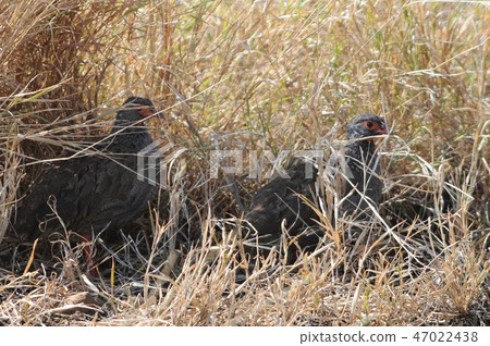 Kenya, Masai Mara, balloon safari, bald nod shako 47022438