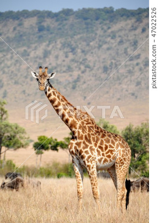Kenya, Masai Mara, Balloon Safari, Masai Kirin 47022526