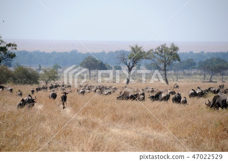 Kenya, Masai Mara, balloon safari, hordes of wildebeests 47022529