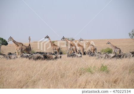 Kenya, Masai Mara, Balloon Safari, Masai Giraffe and Wildebeest 47022534