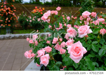 Rose   47022584