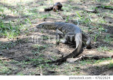 Kenya, Masai Mara, Safari, Nile lizard 47022624