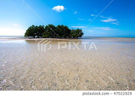 莫桑比克肯瑞巴島大樹和美麗的海灘 莫桑比克肯瑞巴島大樹和美麗的海灘 47022929