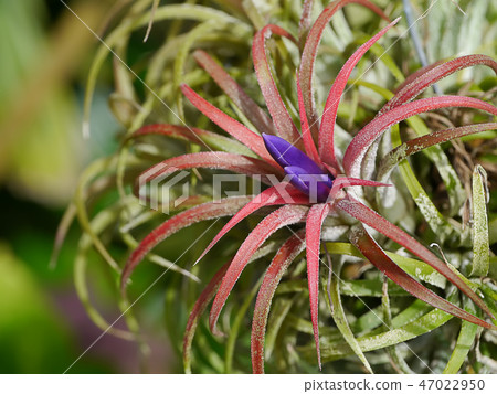 Close up tillandsia air plant. Close up tillandsia air plant. 47022950