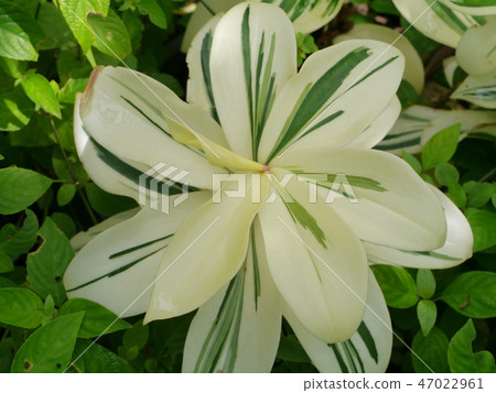 Indian Head Ginger Indian Head Ginger 47022961