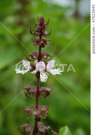 Close up Sweet Basil flower with leaves. Close up Sweet Basil flower with leaves. 47023045
