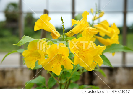 Close up Yellow elder, Trumpetbush flower. Close up Yellow elder, Trumpetbush flower. 47023047