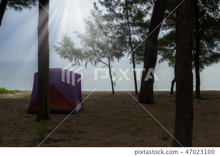 tent under the pine tree on the beach 47023100