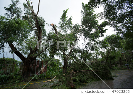 Broken tree fall down block the road typhoon   47023265