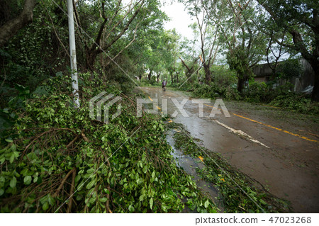 Broken tree fall down,damages after super typhoon  47023268