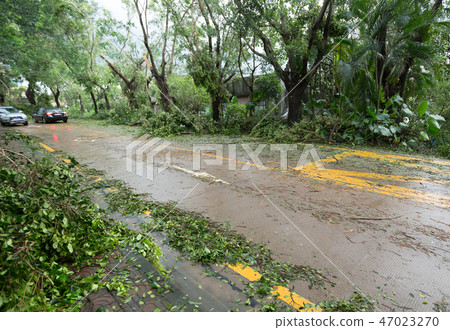 Broken tree fall down,damages after  typhoon  47023270