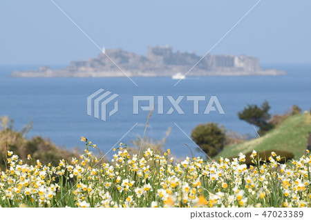 Gunkanjima and narcissus 47023389