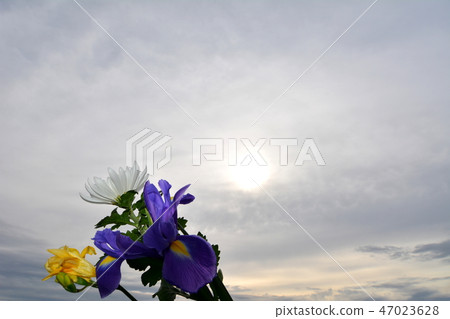 New Year flowers and partial eclipse day sky, January 6, 2019 47023628