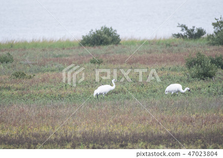 美國鶴起重機 47023804