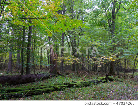 Trees in natural stand of Bialowieza Forest 47024263