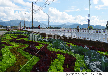 Tourists Taro Taro Tsukasa Prize when the award-winning garden construction. Tourists Taro Taro Tsukasa Prize when the award-winning garden construction. 47024693