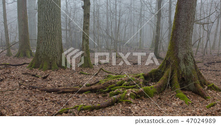 Very old deciduous stand in autumn Very old deciduous stand in autumn 47024989