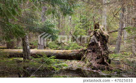 Broken pine tree trynk lying Broken pine tree trynk lying 47025033