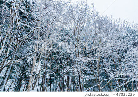 Midwinter's Kite / Winter Hokkaido Sightseeing Image 47025229