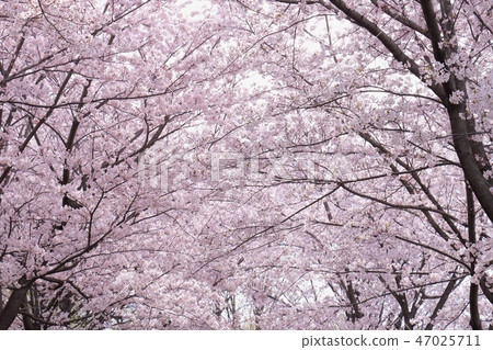 Cherry Blossom Background Stock Photo